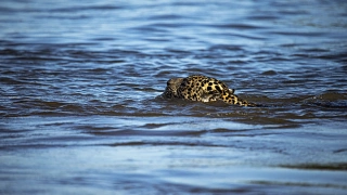 Onça-pintada praticamente submersa em um rio do Pantanal, somente com parte da cabeça exposta para fora da água.