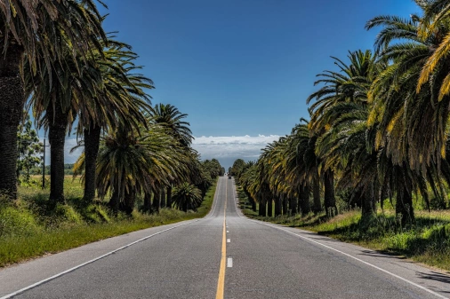 Vista frontal de estrada vazia, asfaltada e com palmeiras nas duas margens. Céu azul ao fundo