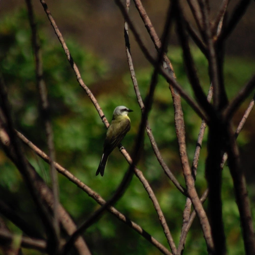Pássaro repousa em galhos secos de vegetação em dia claro