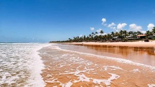 Pequenas ondas de praia deserta cercada por coqueiros em dia ensolarado