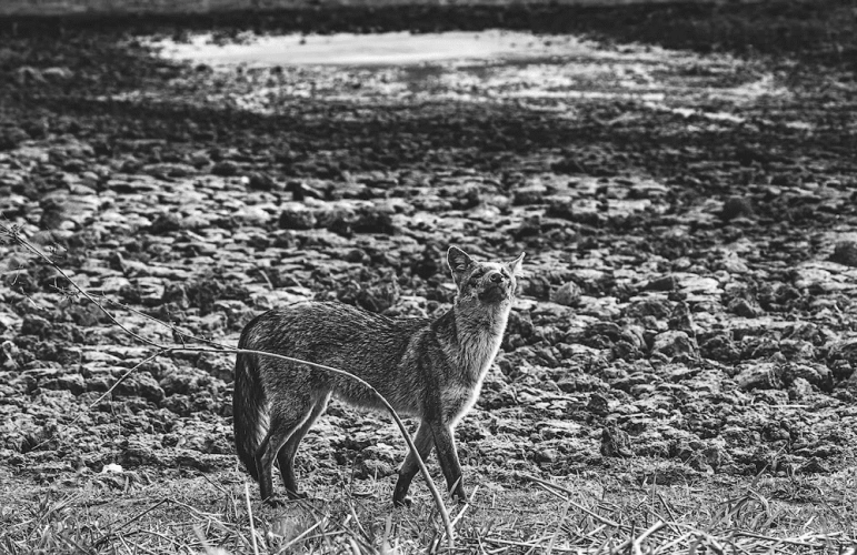 Imagem em preto de branco de um Graxaim-do-campo caminhando pelo solo seco do Pantanal