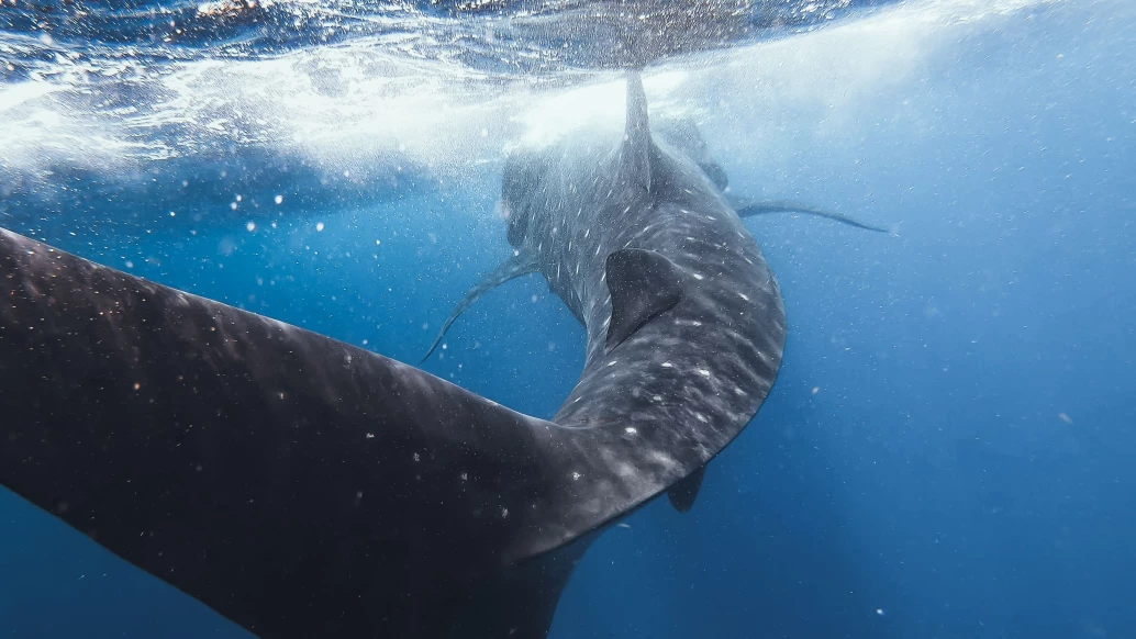 Vista da parte de trás de um tubarão-baleia nadando no mar próximo à ilha de Holbox, no México.
