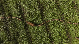 Fotografia tirada de cima para baixo captura uma família de capivaras enfileiradas em meio à vegetação rasteira do Pantanal