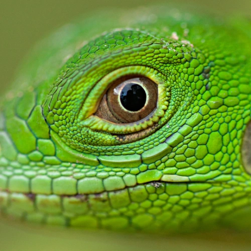 Close de um olho de um camaleão na cor verde vibrante. Destaque para a textura da pele do bicho.