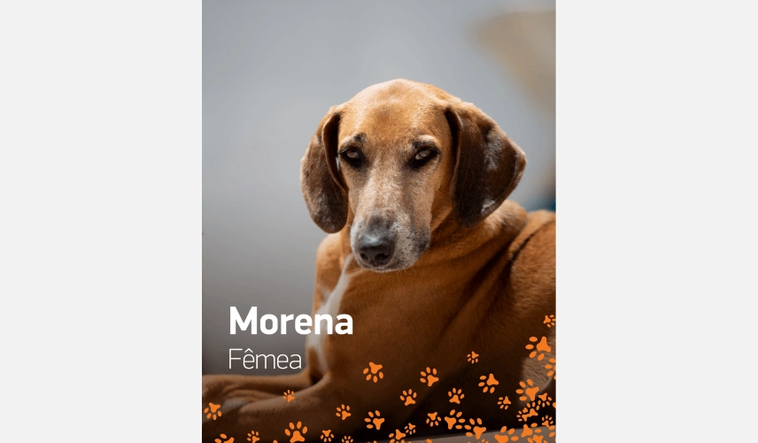 Cadela de pelo curto e marrom chamada Morena para adoção.