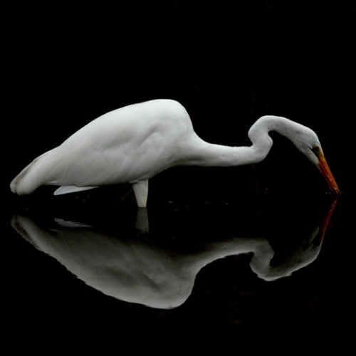Perfil de garça branca e esguia em fundo escuro e reflexo de sua imagem na formação de água abaixo.