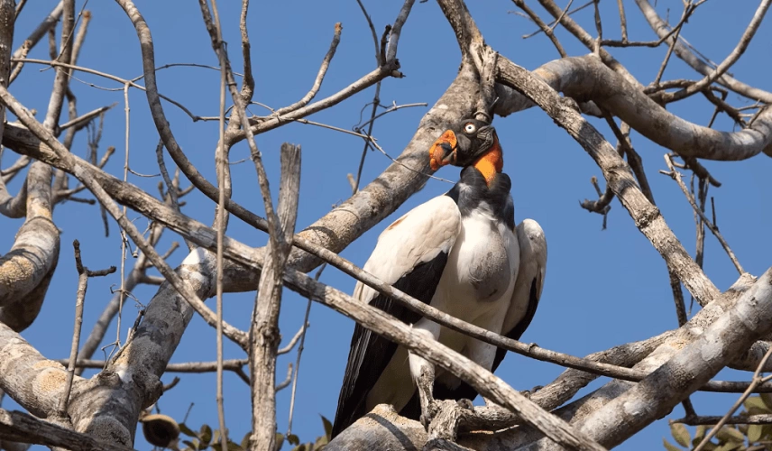 Urubu-rei repousa em galhos secos de uma árvore do Pantanal. Céu azul ao fundo