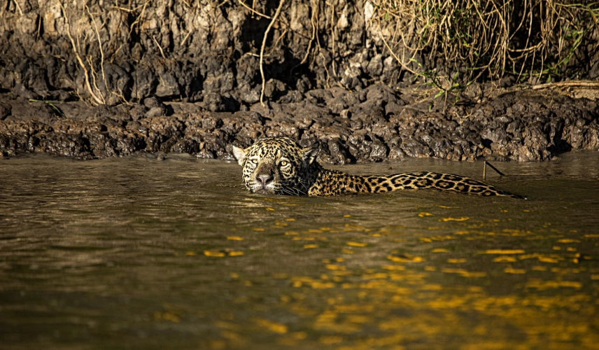 Onça-pintada parcialmente submersa em um rio do Pantanal, com a cabeça e parte do corpo expostos para fora da água.