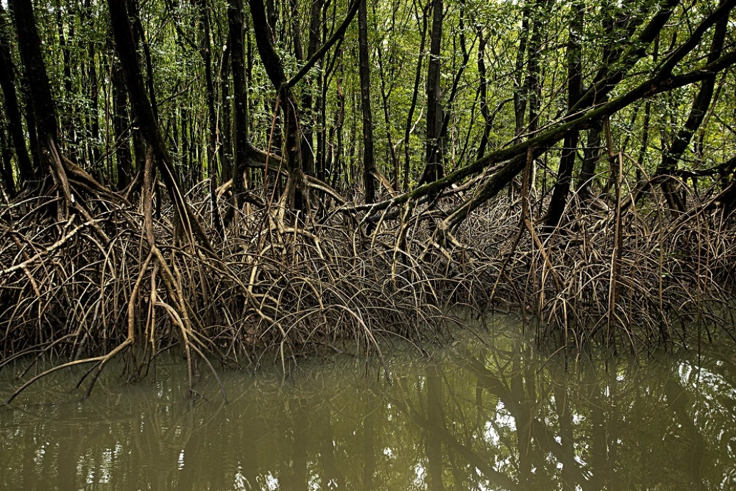 Imagem do mangue na Ilha de Marajó