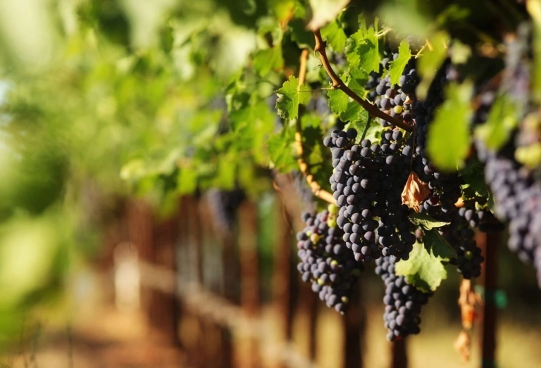 Imagem ilustrando o roteiro do vinho São Roque com cachos de uvas escuras e plantação em segundo plano.