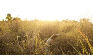 Tamanduá-bandeira caminhando em meio à mata baixa do Pantanal durante o dia.