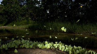 Centenas de borboletas de coloração verde-clara. Algumas estão voando, e outras, pousadas na beira do rio.
