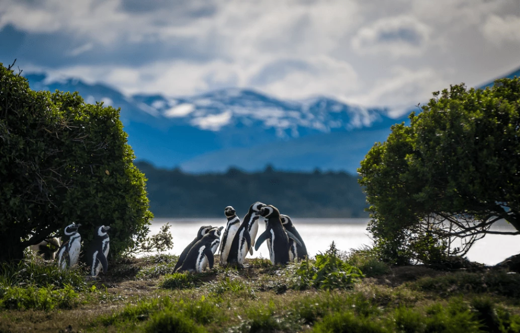 Pequeno grupo de pinguins no meio da vegetação, com o Canal de Beagle e montanhas cobertas de neve ao fundo, em Ushuaia.
