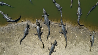 Grupo de jacarés visto de cima na margem de um rio no Pantanal
