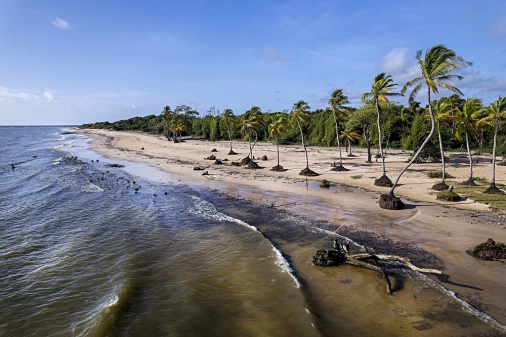 Imagem da praia na Ilha de Marajó, com coqueiros e vegetação em frente ao mar de coloração escura. Céu azul ao fundo.
