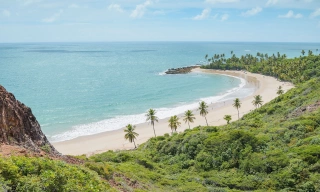 Praia cercada de vegetação e coqueiros e mar de cor esverdeada em dia ensolarado