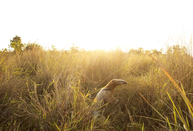 Tamanduá-bandeira caminhando em meio à mata baixa do Pantanal durante o dia.
