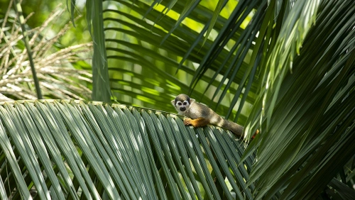 Macaco-prego deitado sob folhas verdes de árvore