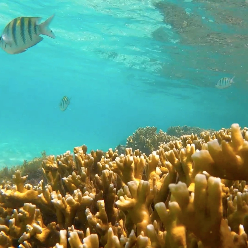 Vista de chão de corais amarelados abaixo da superfície do mar esverdeado. Três peixes listrados nadam acima.