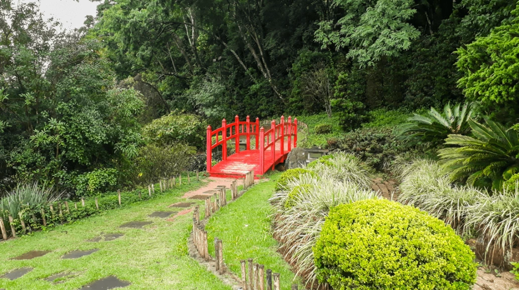 Foto do Jardim Japonês no Jardim Botânico, na cidade de Jundiaí, interior de SP. Ao centro da imagem, uma ponte vermelha, no estilo oriental, atravessa uma floresta e integra uma trilha ruma a densa vegetação de Mata Atlântica.
