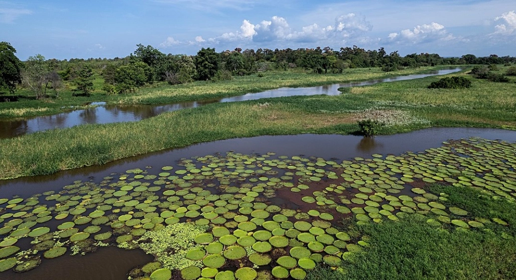 Paisagem de rio cobertos por cultivo de vitória-régia na floresta amazônica