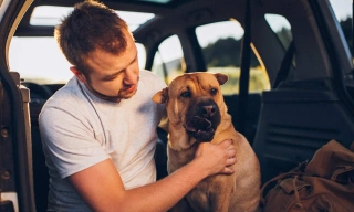 Homem branco usando calça jeans e camiseta cinza faz carinho em um cachorro na parte de trás de um carro.