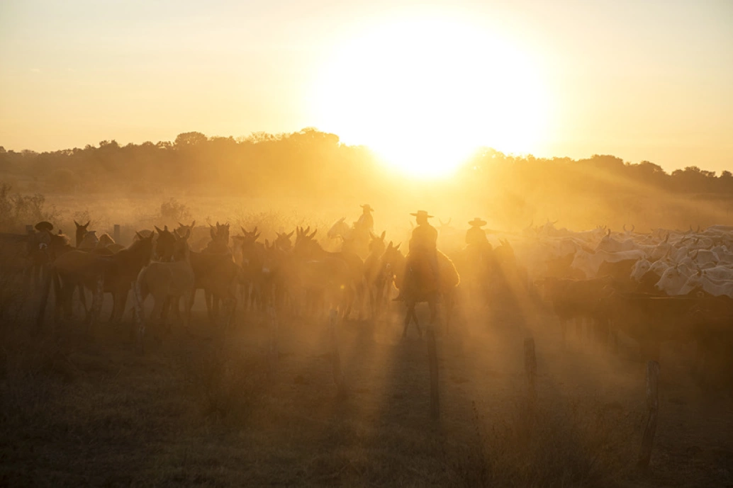 Nascer do sol no Pantanal. Raios de luz incidem sobre dezenas de bois e, montados em cavalos, os peões com chapéus.
