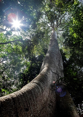 Imagem de baixo para cima de uma árvore gigante da Amazônia
