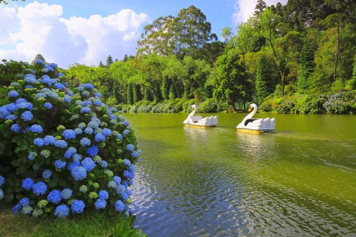 Um lado cercado de muito verde e hortências azuis. Nas águas, dois pedalinhos em formato de cisne em um dia ensolarado.
