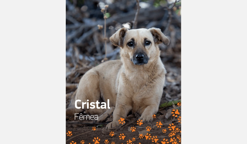 Cadela de pelo curto e bege chamada Cristal para adoção.