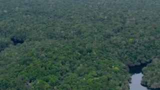 Vista panorâmica de enorme floresta preservada margeada por rio amazônico