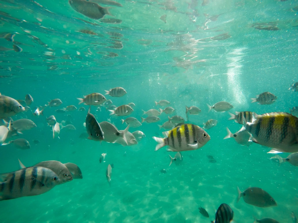 Vista debaixo d'água, mar esverdeado com diversos peixes multicoloridos