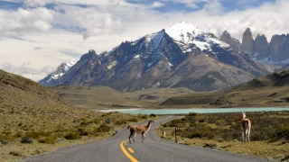 Guanacos em estrada asfaltada em meio à Patagônia chilena. Montanha com neve no topo ao fundo