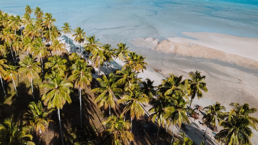 Vista aérea de uma praia deserta cercada por vários coqueiros em dia ensolarado