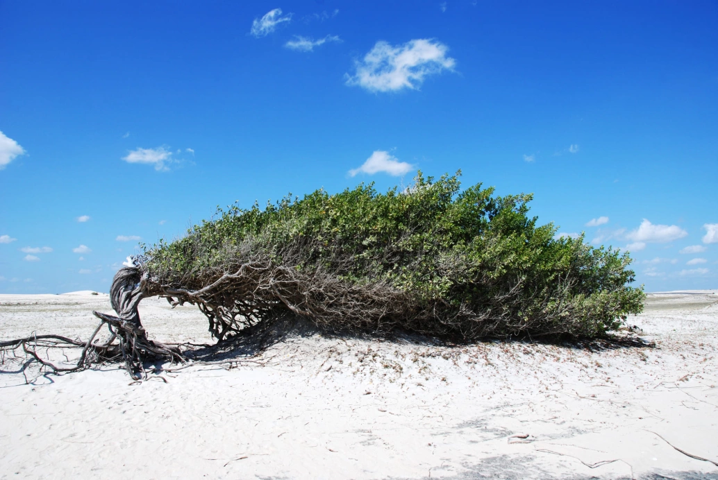 Árvore com raizes sob a areia, tronco contorcido e copa deitada sob a areia devido à ação contínua do vento