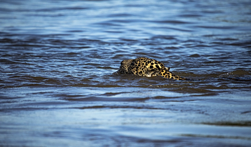 Onça-pintada praticamente submersa em um rio do Pantanal, somente com parte da cabeça exposta para fora da água.