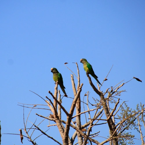 Duas araras verdes repousam em galhos secos de plantação em dia azulado