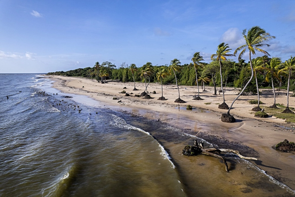 Imagem da praia na Ilha de Marajó, com coqueiros e vegetação em frente ao mar de coloração escura. Céu azul ao fundo.