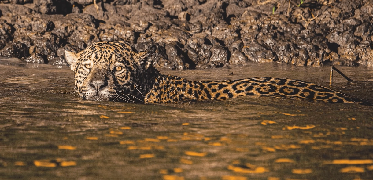 Onça-pintada nas águas do Pantanal, olhando diretamente para a câmera.