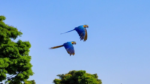 Duas araras azuis voam pelo céu em dia claro com galhos de árvores e folhas verdes ao fundo