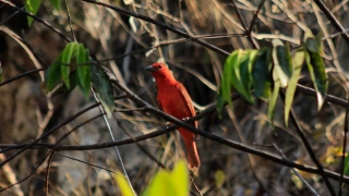 Pássaro de cor avermelhada e com tons terrosos repousa em galho de vegetação