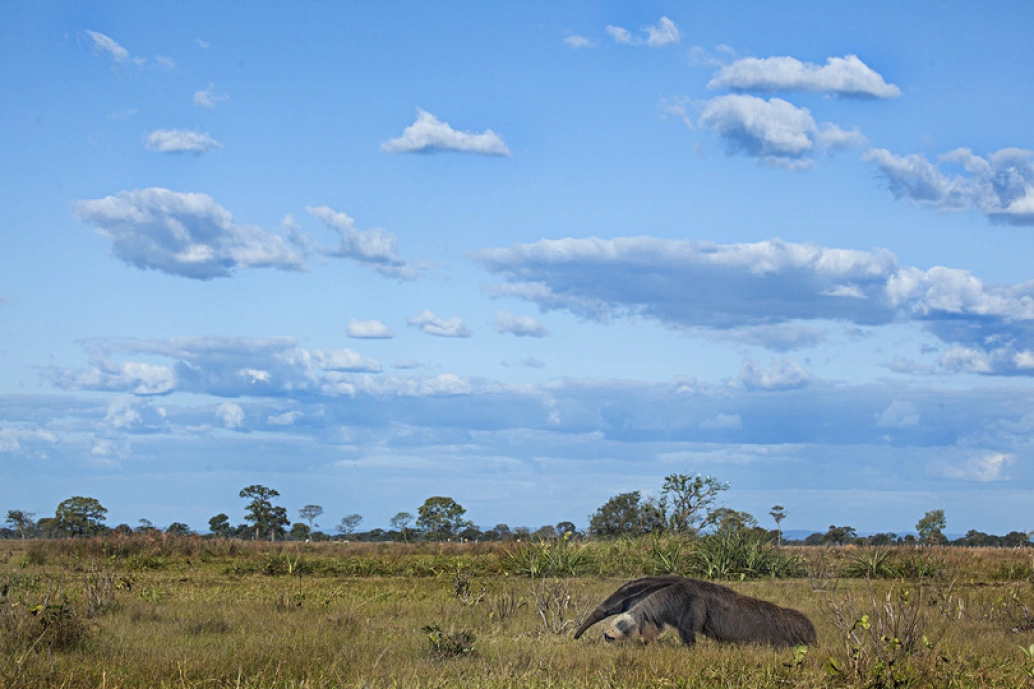 Paisagem da vegetação rasteira do Pantanal e céu azul com algumas nuvens. À direita, um tamanduá-bandeira.