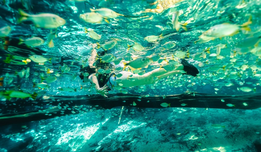 Pessoa mergulha em lagoa de água azul cristalina com vários peixes submersos