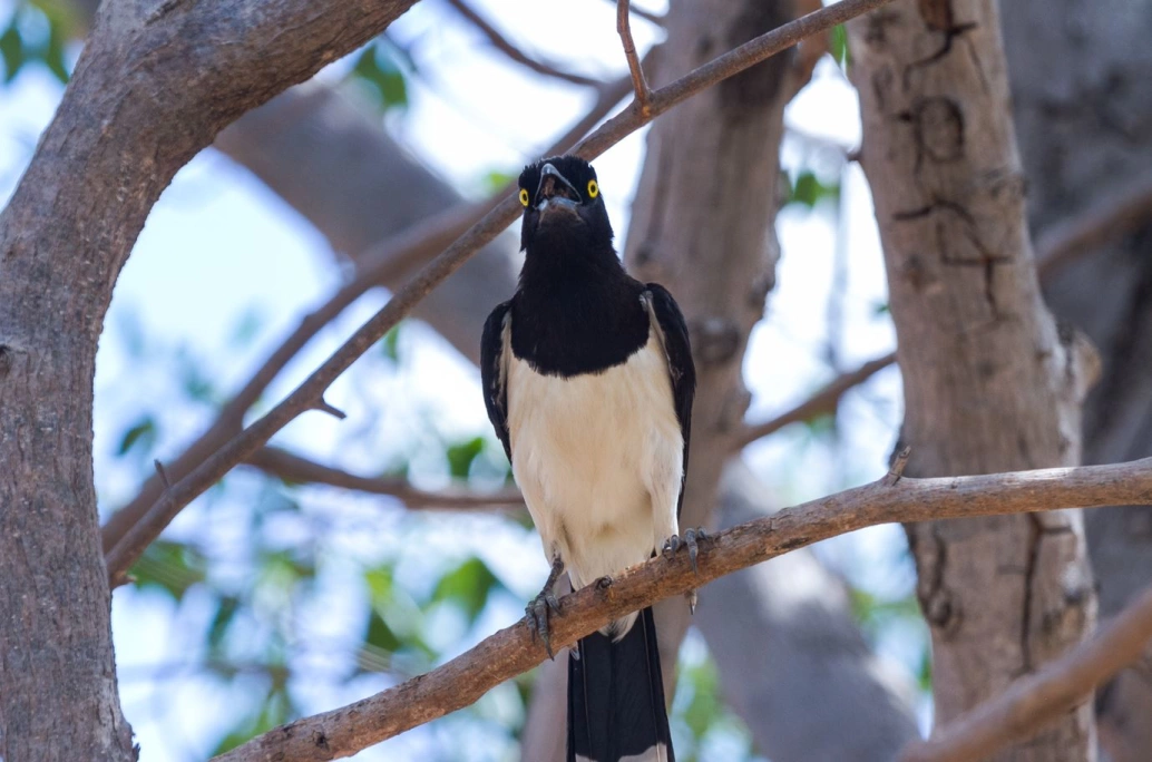 Pássaro de pelagem preta e branca com bico e olhos bem abertos pousado em galho de árvore