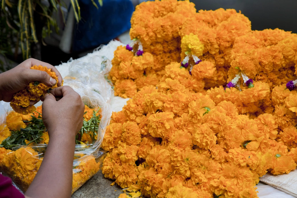 Flores alaranjadas usadas na celebração do Dia dos Mortos no México