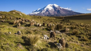 Destaque para um vulcão com topo nevado. No plano frontal, diversas ovelhas pastam pelo monte com cobertura vegetal