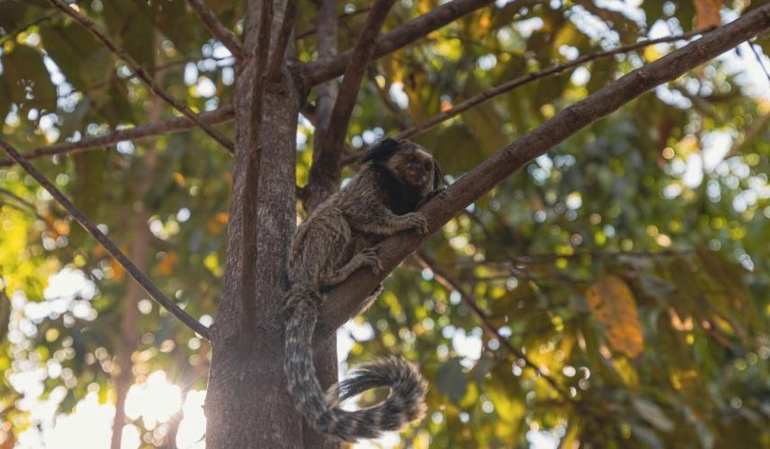 Um macaco de pelagem marrom escuro repousa no galho de uma árvore