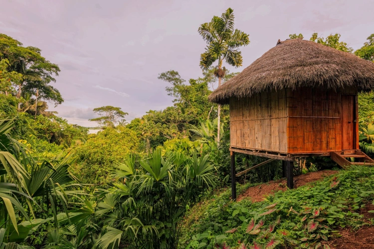 Tradicional construção com cobertura palha em meio à vegetação amazônica