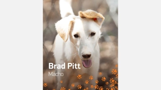Cão de pelo curto e branco chamado Brad Pitt para adoção.
