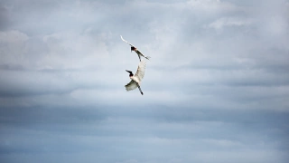 Dois Tuiuiús voam no céu nublado no Pantanal